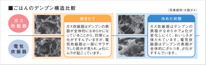 ごはんのデンプン構造比較 ごはんのデンプン構造比較